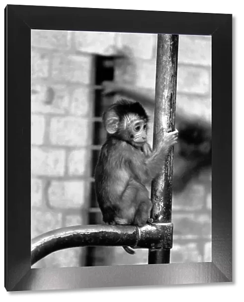 A baby Pig-tailed Monkey January 1975 75-00240-014