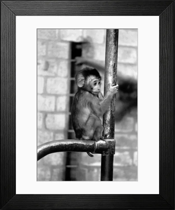Framed Print : A baby Pig-tailed Monkey January 1975 75-00240-014 Framed Print : A baby Pig-tailed Monkey January 1975 75-00240-014