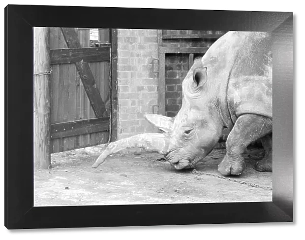Nicole the 3 ton rhino waiting to have her horn removed with a saw at Longleat Safari