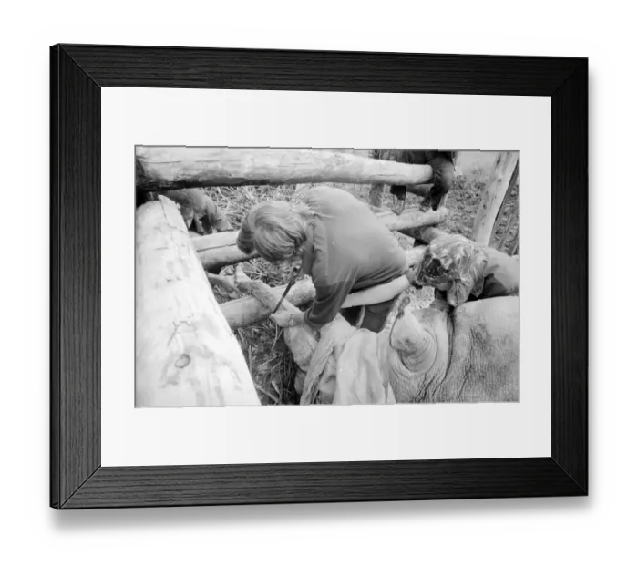 Framed Print : Nicole the 3 ton rhino has her horn removed with a saw at Longleat Safari Park in