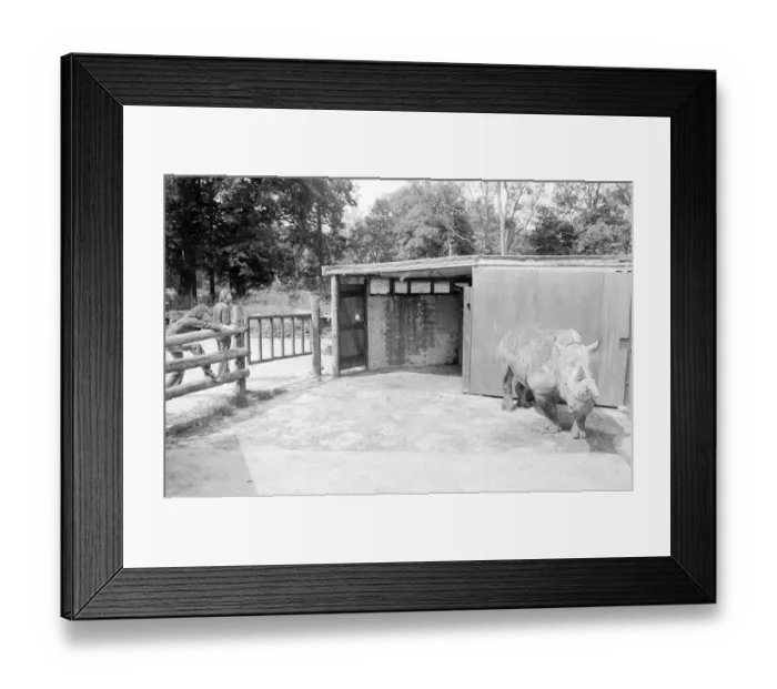 Framed Print : Nicole the 3 ton rhino waiting to have her horn removed with a saw at Longleat Safari