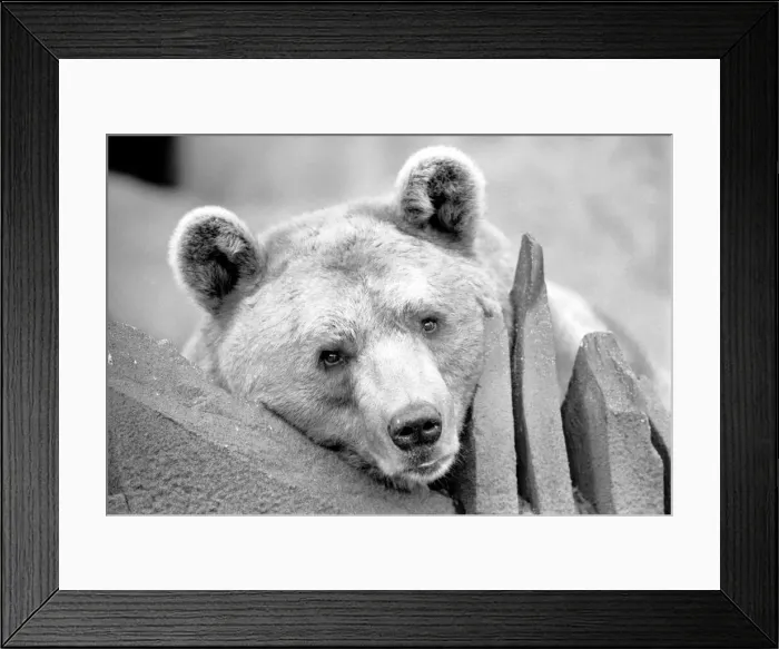 Framed Print : Close up picture of a bear. January 1975 75-00240-016 Framed Print : Close up picture of a bear. January 1975 75-00240-016
