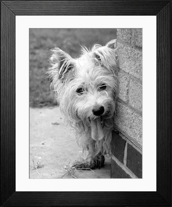 Framed Print : Abandoned West highland white terrier Cindy at Lundt- Smith kennels in Elstree Framed Print : Abandoned West highland white terrier Cindy at Lundt- Smith kennels in Elstree