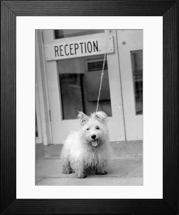 Framed Print : Abandoned West highland white terrier Cindy at Lundt- Smith kennels in Elstree Framed Print : Abandoned West highland white terrier Cindy at Lundt- Smith kennels in Elstree
