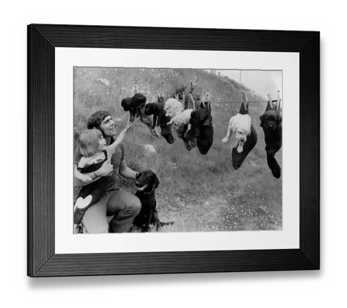 Framed Print : A brood of young Labrador puppies in socks on a washing line June 1973 P012414