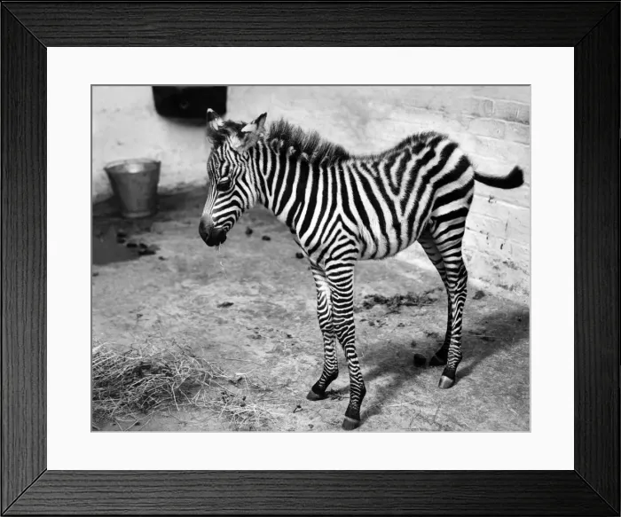 Framed Print : Animals Zebra: Animals at Belle Vue. July 1954 P009544 Framed Print : Animals Zebra: Animals at Belle Vue. July 1954 P009544