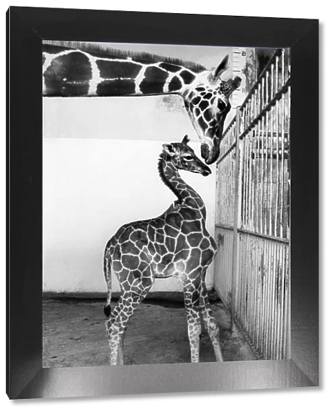 Grainne the giraffe a new arrival at London Zoo. September 1977 P011761