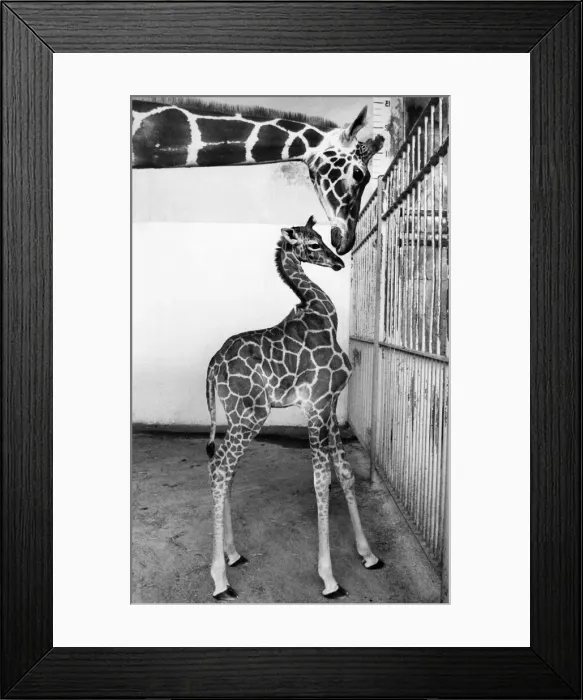 Framed Print : Grainne the giraffe a new arrival at London Zoo. September 1977 P011761