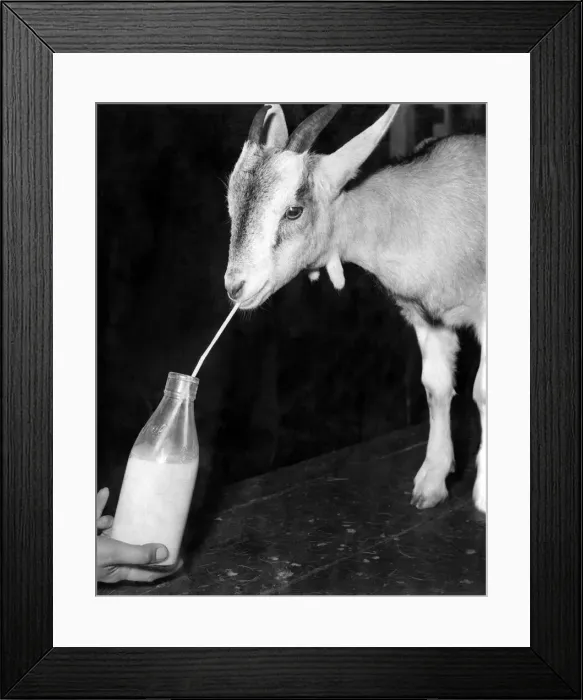 Framed Print : Animals: Goats. November 1953 P009103 Framed Print : Animals: Goats. November 1953 P009103