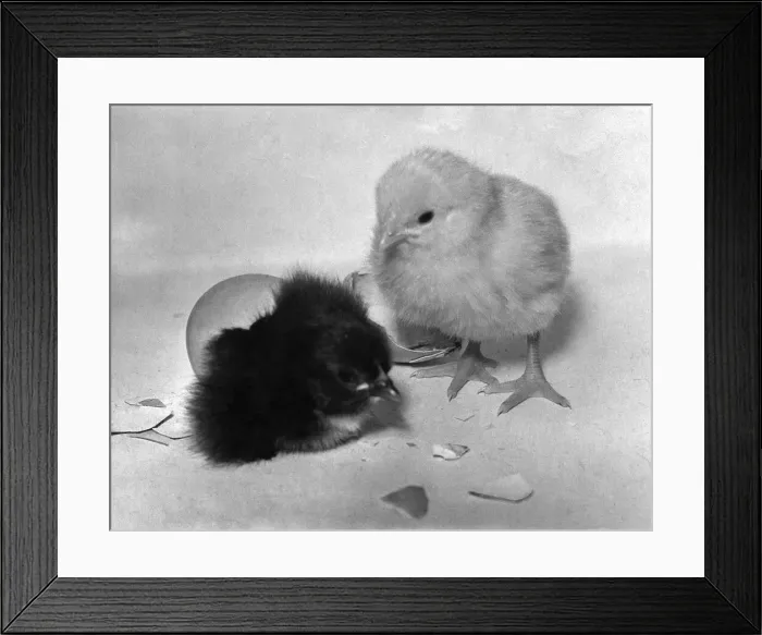 Framed Print : Easter chicks. April 1954 P012325 Framed Print : Easter chicks. April 1954 P012325