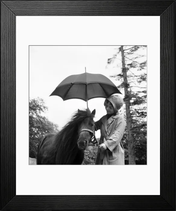 Framed Print : Smallest Shetland pony in the world being sheltered from the rain by a girl holding an Framed Print : Smallest Shetland pony in the world being sheltered from the rain by a girl holding an