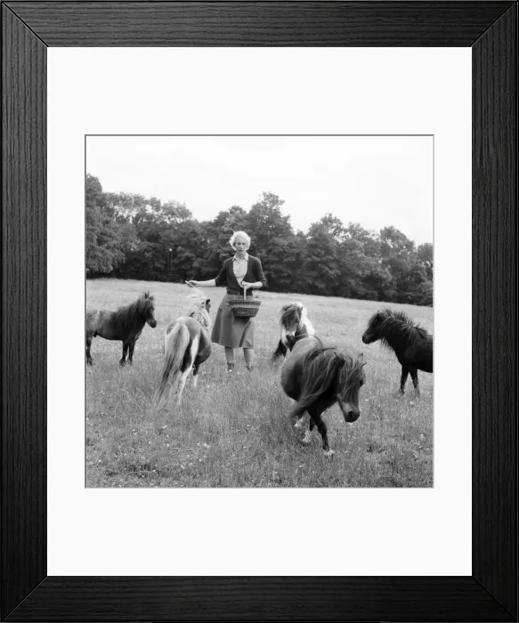Framed Print : Lady Joan Gore-Lengton of Hurst Green, Sussex breeds the smallest Shetland ponies in Framed Print : Lady Joan Gore-Lengton of Hurst Green, Sussex breeds the smallest Shetland ponies in