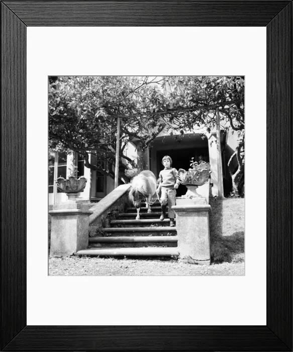 Framed Print : Smallest Shetland pony in the world. June 1960 M4478-013 Framed Print : Smallest Shetland pony in the world. June 1960 M4478-013