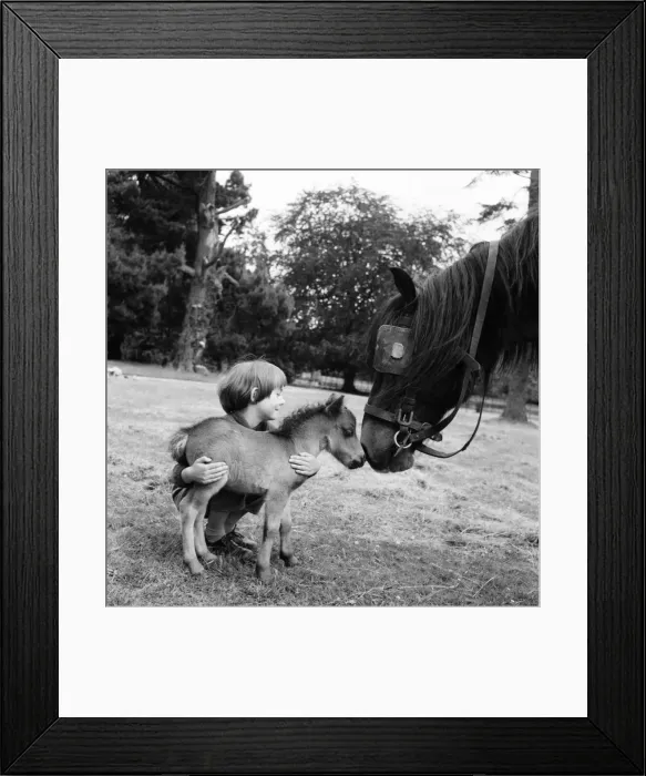 Framed Print : Eleven-year-old Fairy Fly, 26 inches high and the smallest Shetland pony in the world