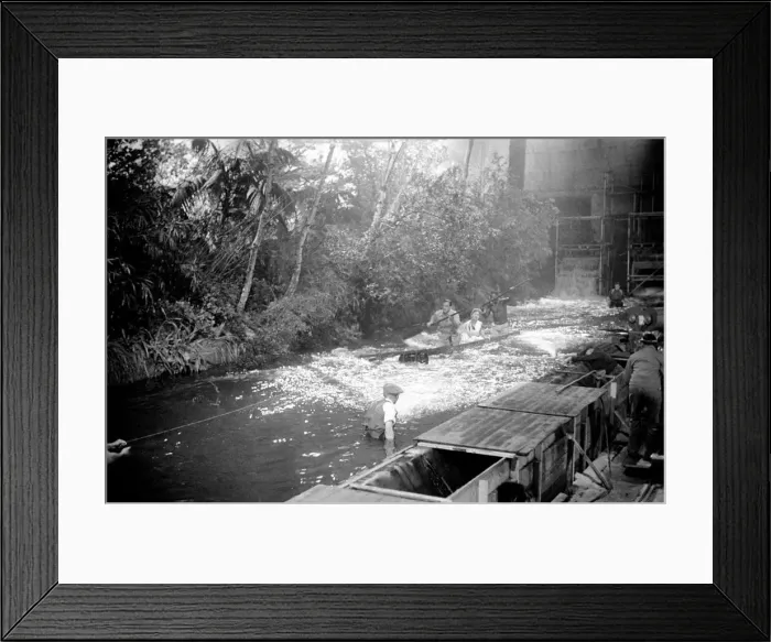 Framed Print : Shooting the Zambese rapids sequence at Elstree were Jeanne Crain Framed Print : Shooting the Zambese rapids sequence at Elstree were Jeanne Crain