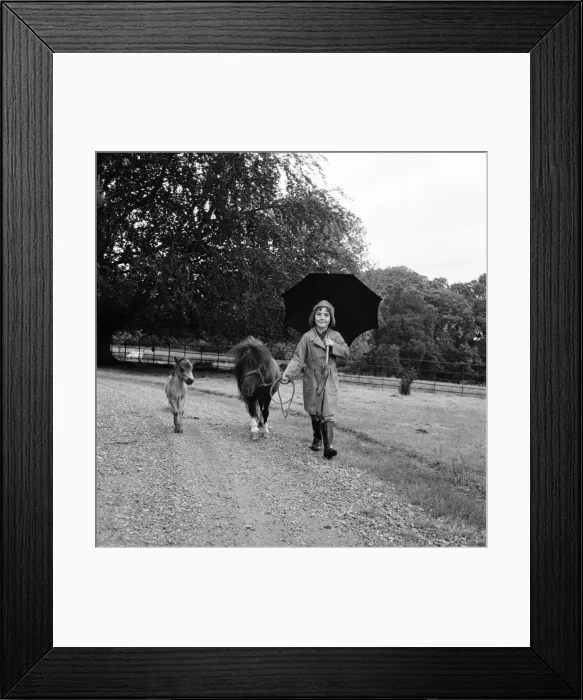 Framed Print : Smallest Shetland pony in the world. June 1960 M4478 Framed Print : Smallest Shetland pony in the world. June 1960 M4478