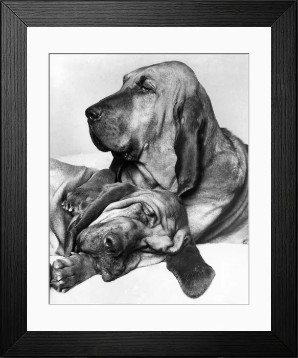 Framed Print : Henry the famous T. V. Commercial bloodhound. February 1976 P009292 Framed Print : Henry the famous T. V. Commercial bloodhound. February 1976 P009292