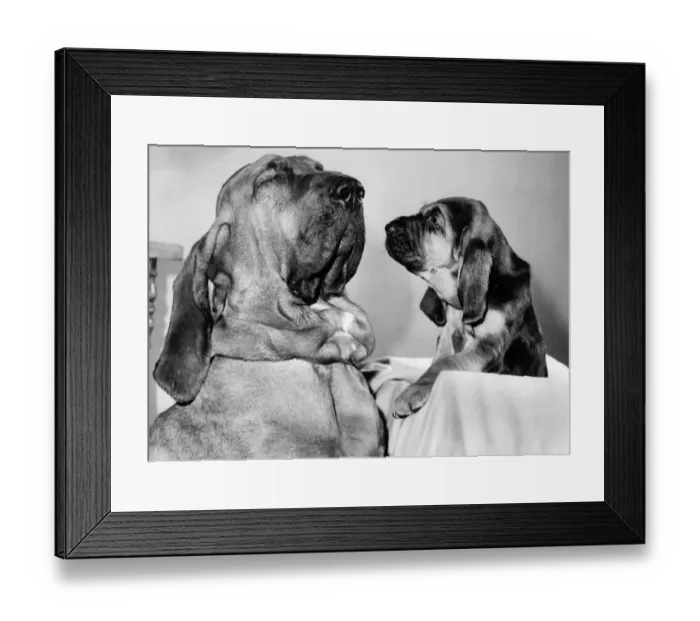 Framed Print : Grandad - Oh, What a big noise you have'. Henry with one of the puppies