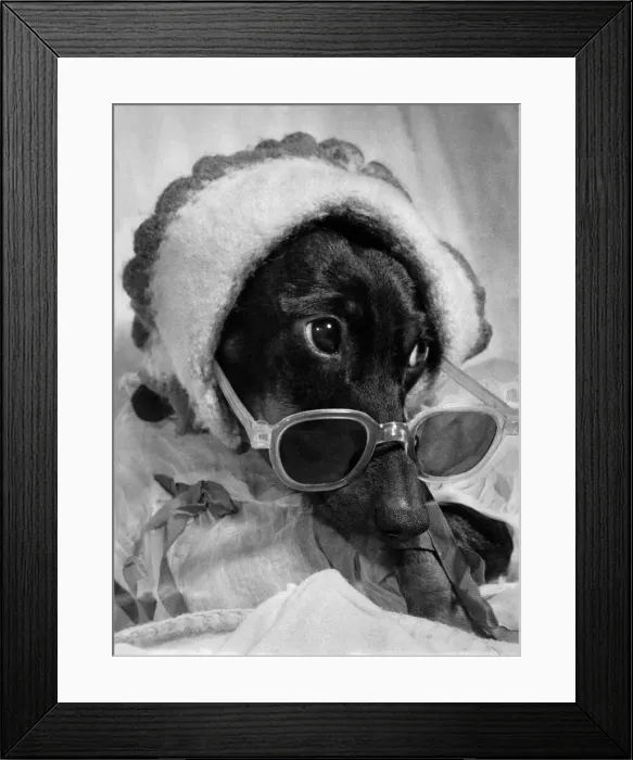 Framed Print : A dog wearing hat and sunglasses. July 1953 P009291 Framed Print : A dog wearing hat and sunglasses. July 1953 P009291