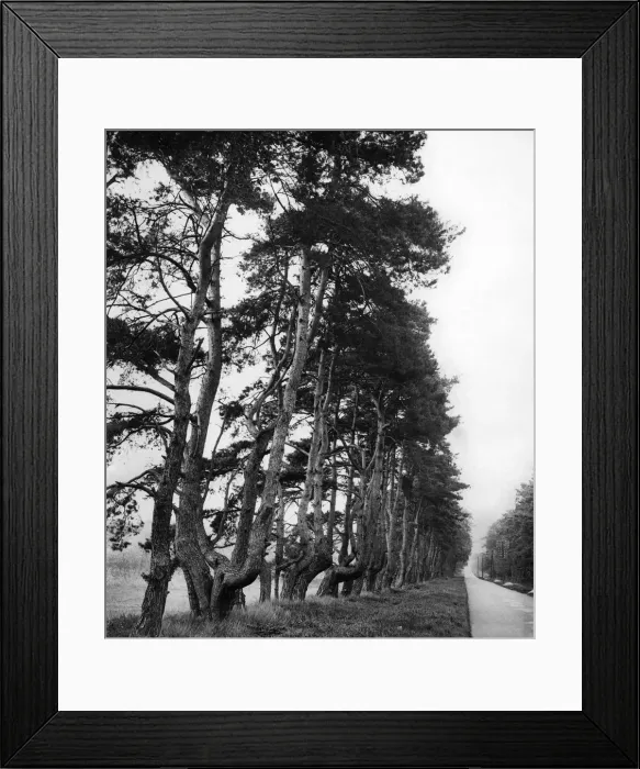 Framed Print : Ancient pines on Newmarket Thetford Road. May 1932 P009416 Framed Print : Ancient pines on Newmarket Thetford Road. May 1932 P009416
