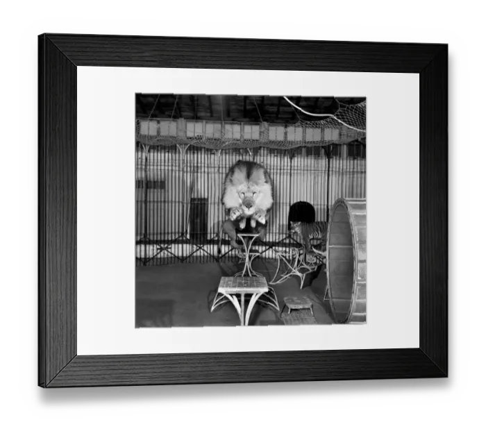 Framed Print : Circus lion jumping from a table inside his cage. December 1953 D7319-001