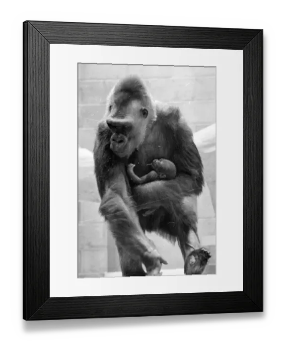 Framed Print : Gorilla and her baby at Bristol Zoo May 1977 77-2590-015