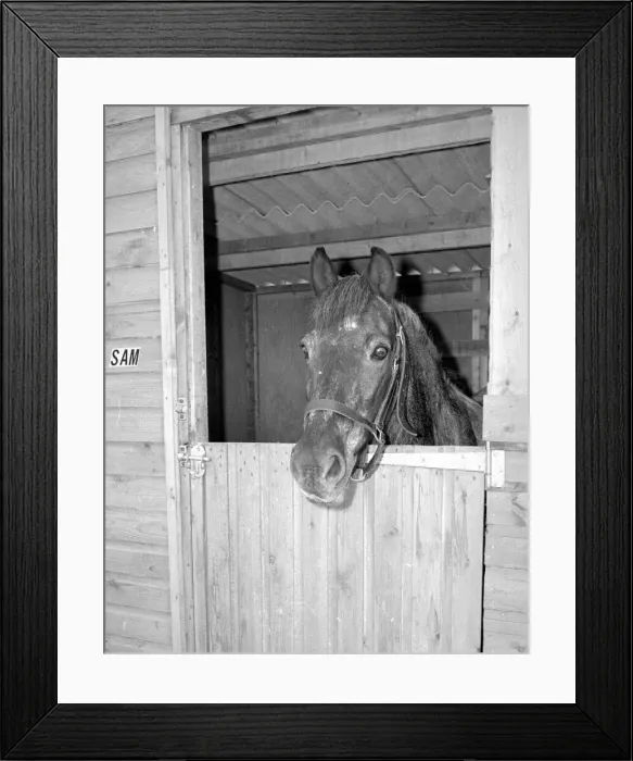 Framed Print : Sam the pet pony in his luxury stable at the end of the garden in Woodingdean Framed Print : Sam the pet pony in his luxury stable at the end of the garden in Woodingdean