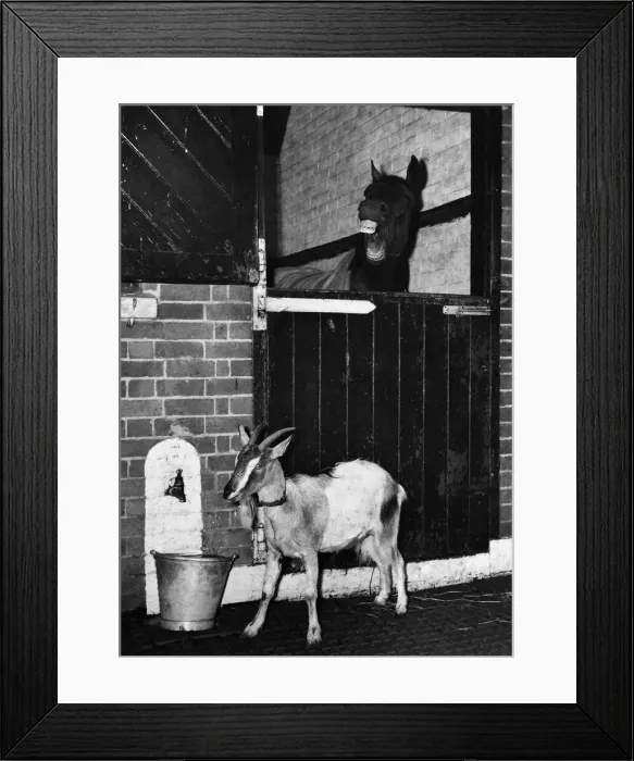 Framed Print : Trainer F. Rimmel, has a temperamental horse on his hands - or diid have until he