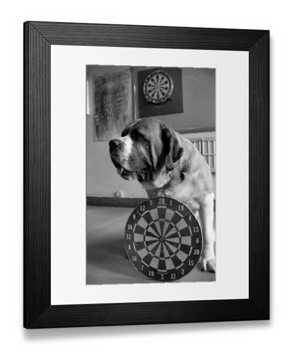 Framed Print : Sixteen stone St. Bernard dog Sebastian with his ownwe wearing a full size dart board Framed Print : Sixteen stone St. Bernard dog Sebastian with his ownwe wearing a full size dart board