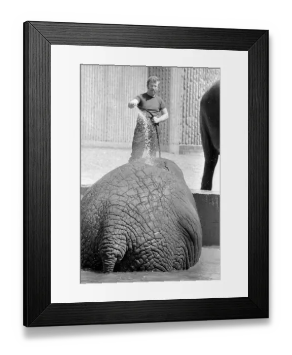 Framed Print : Tony Hennesy, one of the London Zoo Elephant House keepers