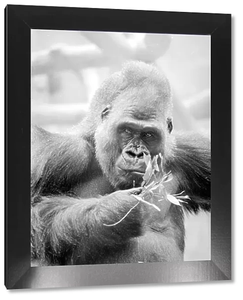 Gorilla eating leaves at Bristol Zoo May 1977