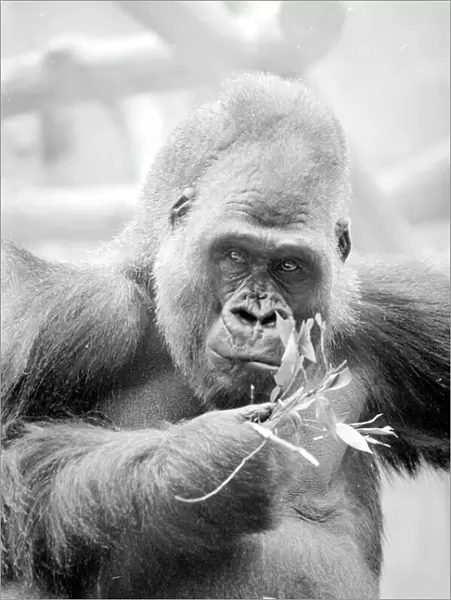 Gorilla eating leaves at Bristol Zoo May 1977