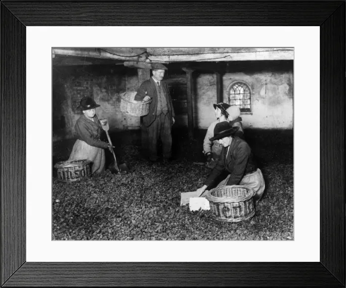Framed Print : Workers preparing thousands of Kent cob nuts which have been collected for export in