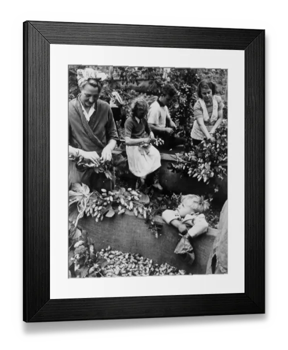 Framed Print : Hops pickers at work at Whitbreads hop fields around the village of Beltring Framed Print : Hops pickers at work at Whitbreads hop fields around the village of Beltring