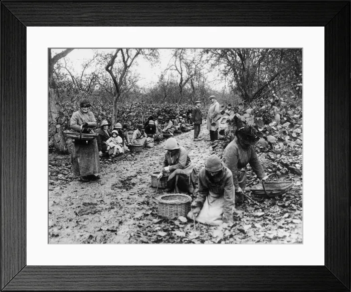 Framed Print : Workers collecting Kent cob nuts which have fallen from the trees to the ground Framed Print : Workers collecting Kent cob nuts which have fallen from the trees to the ground