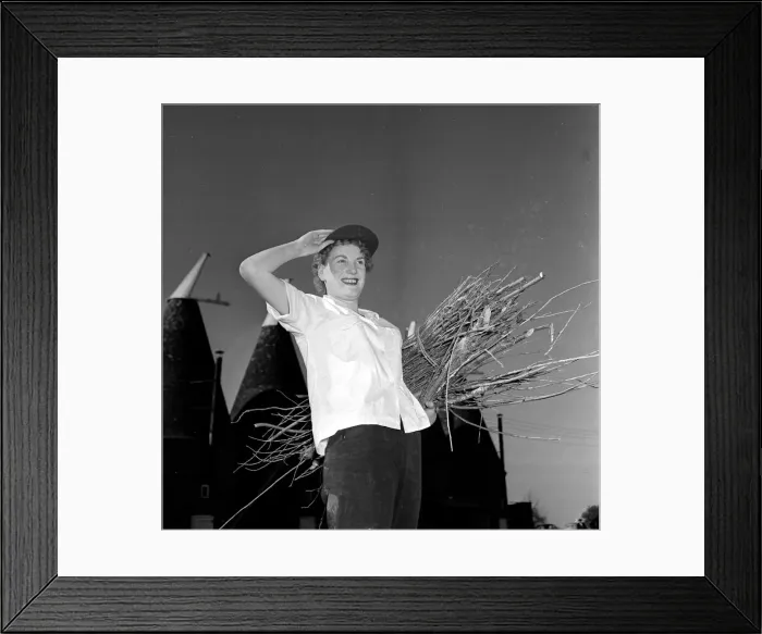 Framed Print : Hop picker Iris Sullivan at work in the Kent countryside September 1954
