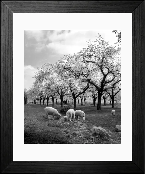 Framed Print : Sheep grazing in a field near the blossoming fruit trees in Kent Circa 1935 Framed Print : Sheep grazing in a field near the blossoming fruit trees in Kent Circa 1935