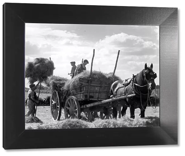 Workers gathering hay in the fields of Kent on the back od a horse