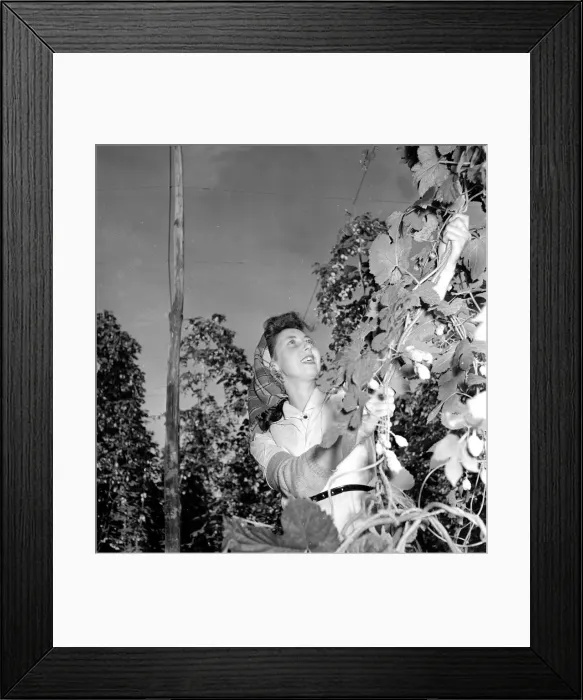 Framed Print : Hop picker Pat Johnson at work in the Kent countryside. 2nd September 1954 Framed Print : Hop picker Pat Johnson at work in the Kent countryside. 2nd September 1954