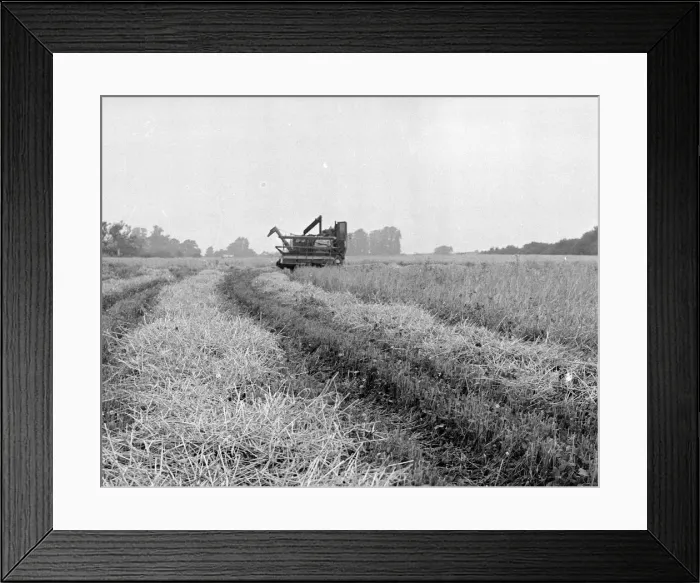 Framed Print : Combine harvesters at work in the fields of Kent 26th August 1954 Framed Print : Combine harvesters at work in the fields of Kent 26th August 1954