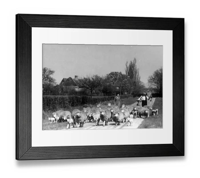 Framed Print : A farmer walking along a country road with his sheep in the village of Smarden in Kent