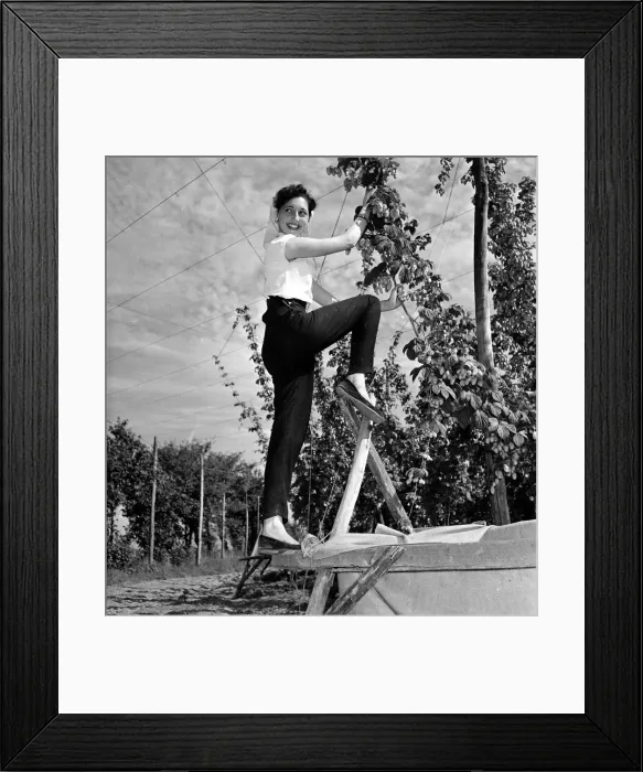 Framed Print : Hop picker Pearl Redman at work in the Kent countryside 2nd September 1954 Framed Print : Hop picker Pearl Redman at work in the Kent countryside 2nd September 1954