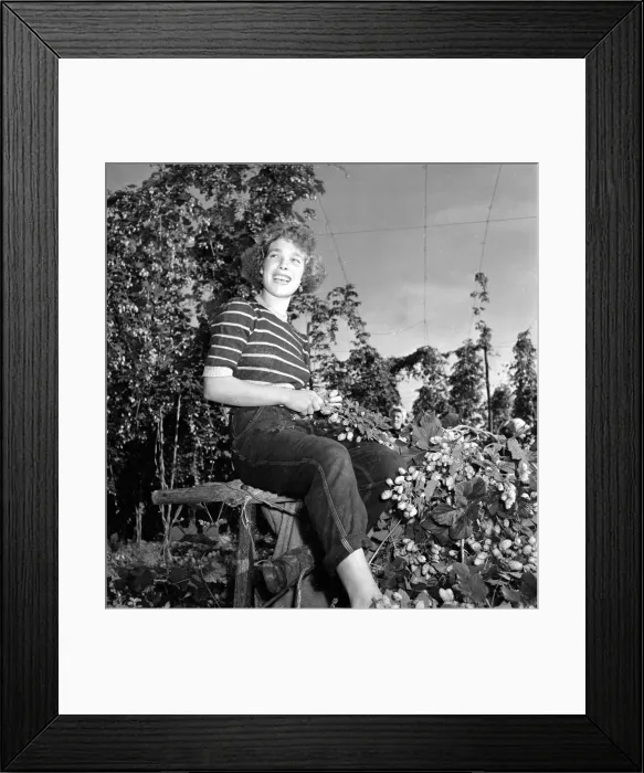 Framed Print : Hop picker at work in the Kent countryside. 2nd September 1954 Framed Print : Hop picker at work in the Kent countryside. 2nd September 1954
