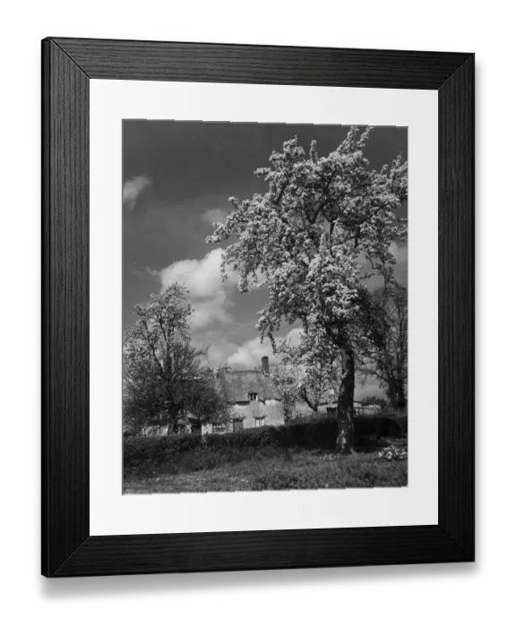 Framed Print : Country scene in the county of Kent showing a thatched roof cottage
