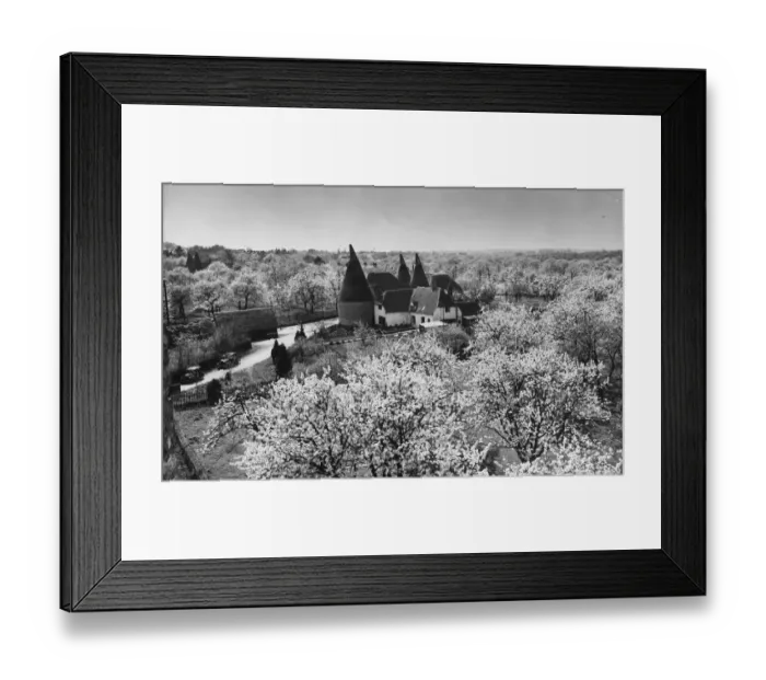 Framed Print : Cherry, pear and plum blossoms on the trees surrounding the oast houses in Newington