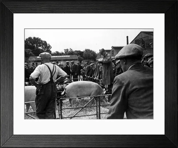 Framed Print : Gathering of farmers at a livestock mark in Maidstone, Kent as a pig is auctioned Framed Print : Gathering of farmers at a livestock mark in Maidstone, Kent as a pig is auctioned