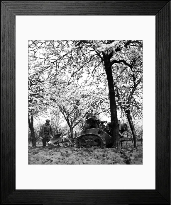 Framed Print : Plum blossom in Kent Small tractors with ploughs being used by a worker to turn up