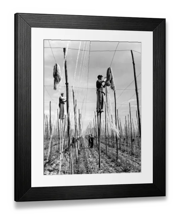 Framed Print : Workers on stilts getting ready for the hops. Stringers nearly finished their tasks