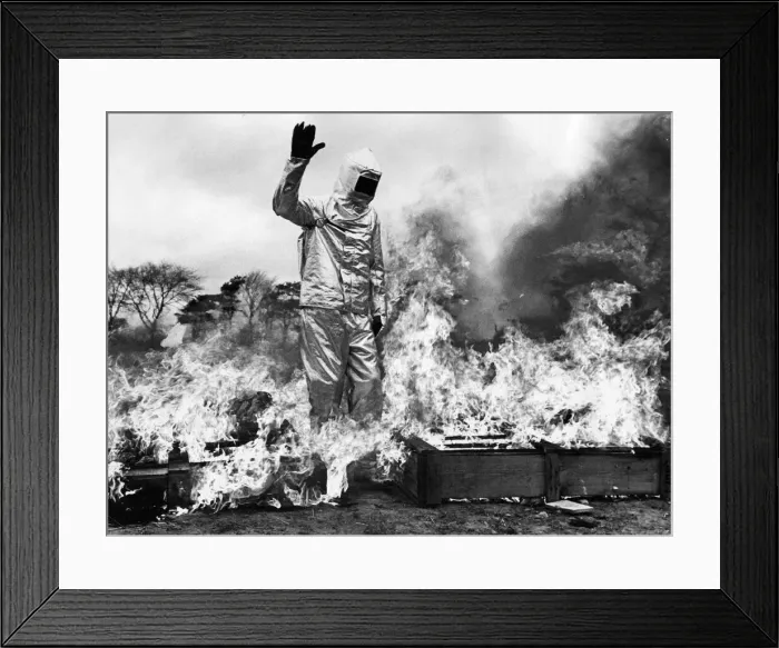 Framed Print : Firefighter Dave Katz walks throught a tunnel of fire to demonstate the fireproof suit Framed Print : Firefighter Dave Katz walks throught a tunnel of fire to demonstate the fireproof suit
