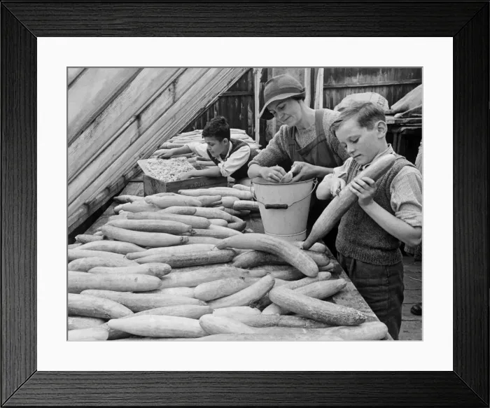 Framed Print : Four year old schoolby evacuee Michael Bubbear helping to slice cucumbers in half to be Framed Print : Four year old schoolby evacuee Michael Bubbear helping to slice cucumbers in half to be
